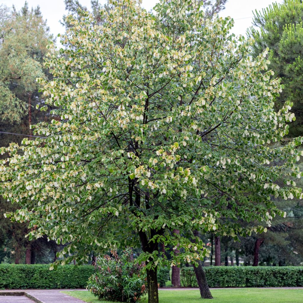 Tilia tomentosa