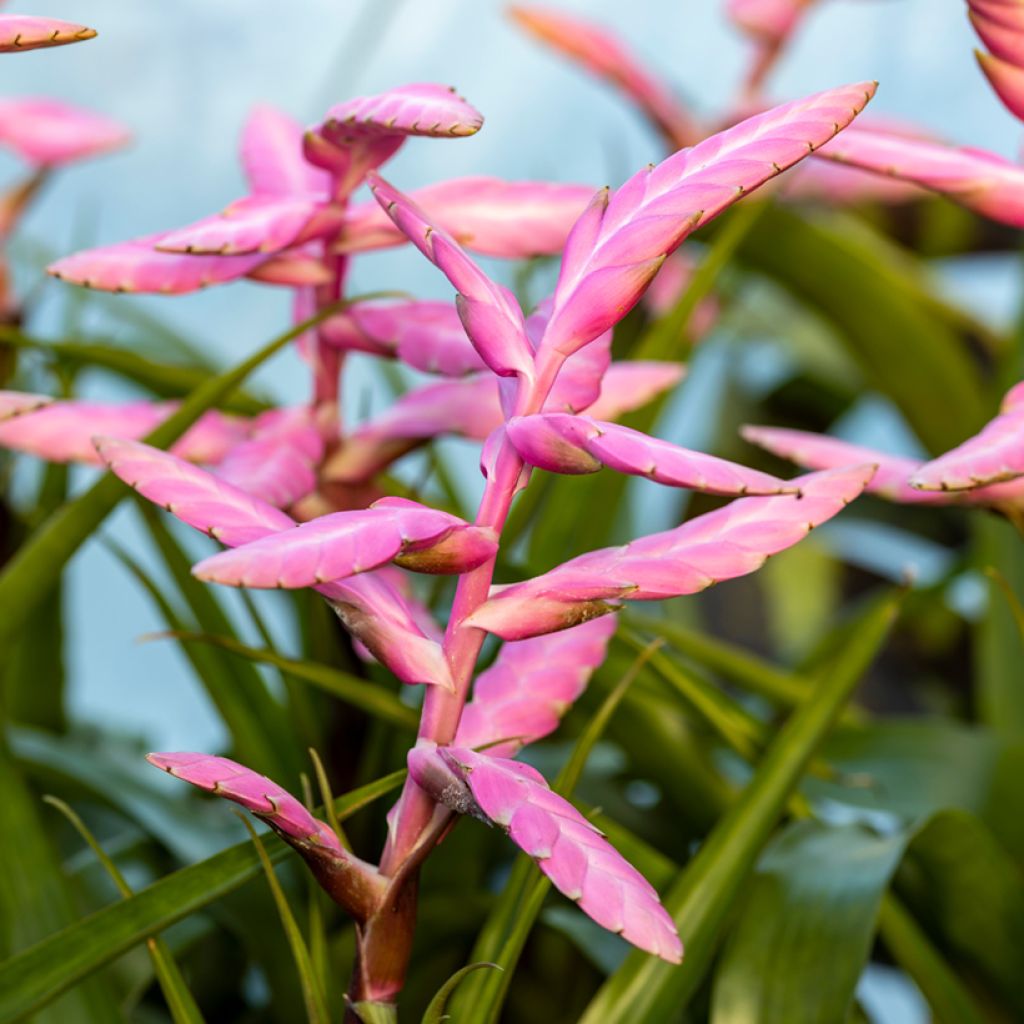 Tillandsia Andreas
