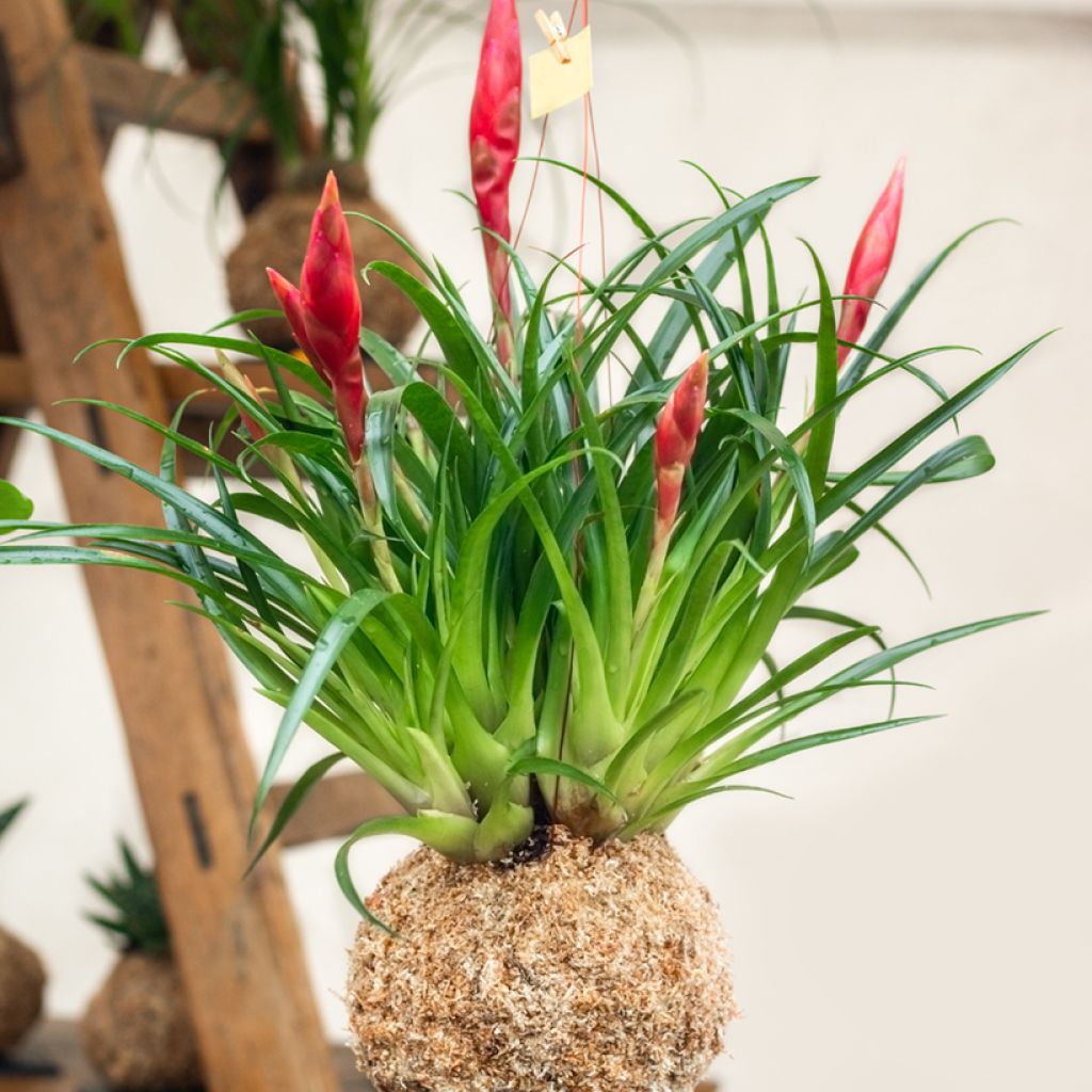 Tillandsia Mizuki
