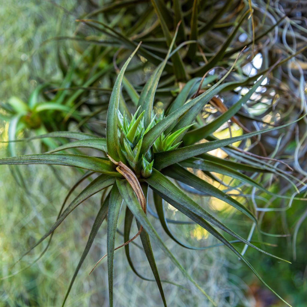 Tillandsia Mizuki