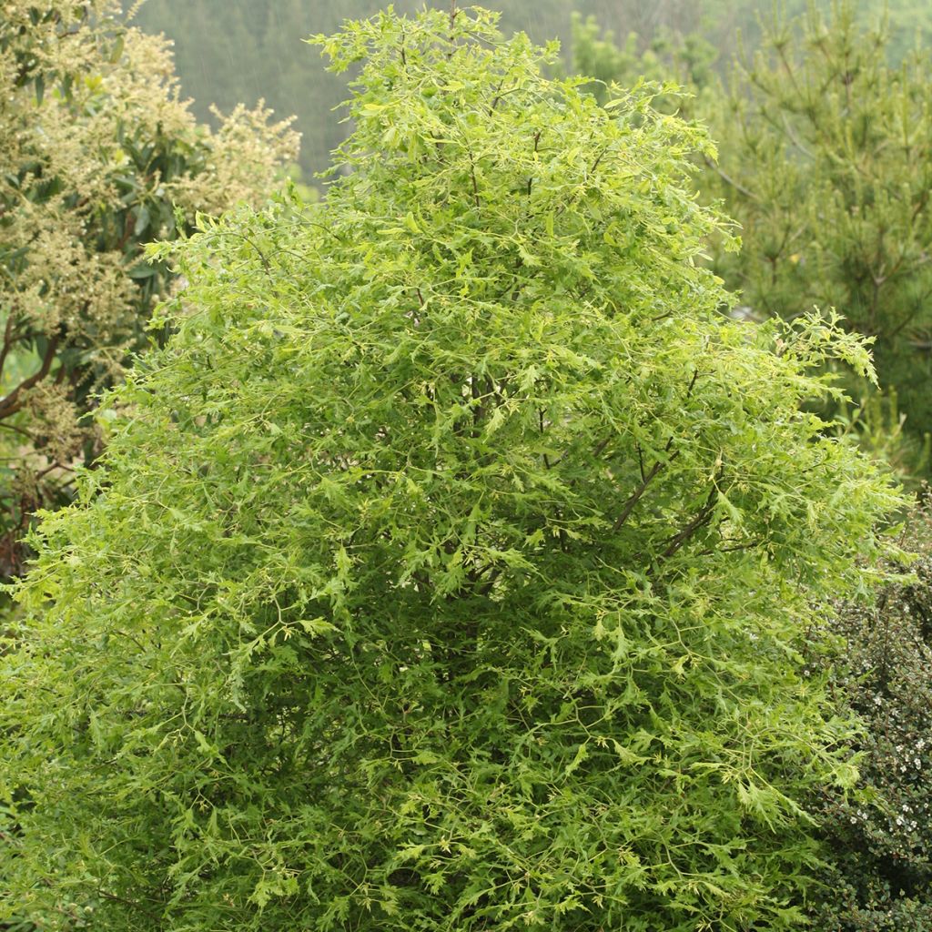 Tilia platyphyllos × euchlora Henryk Eder