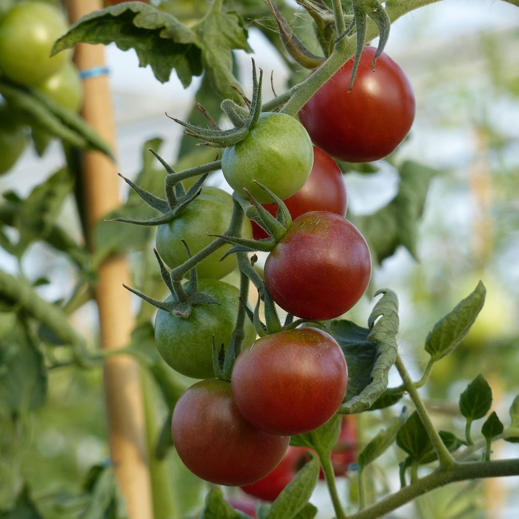 Tomate-cereja Black Cherry em plantas