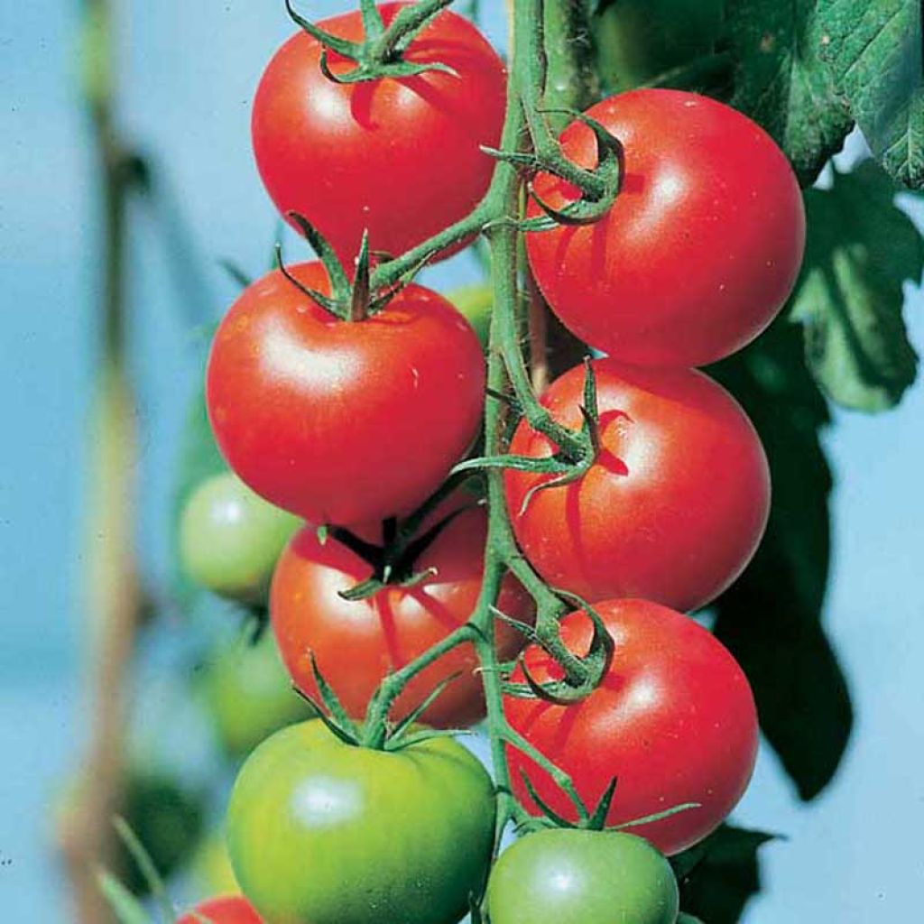 Tomate Fantasio F1 plantas jovens