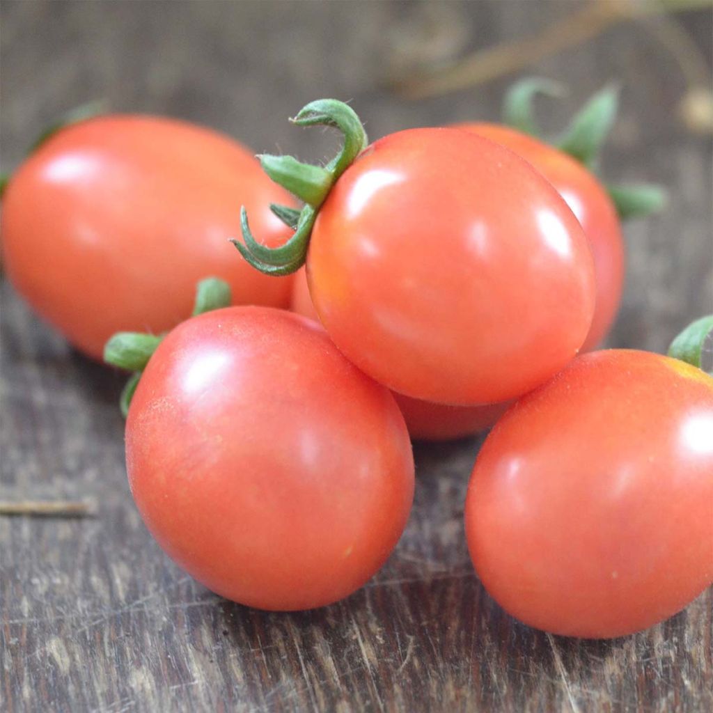 Tomate German Lunch Box Bio - Ferme de Sainte Marthe