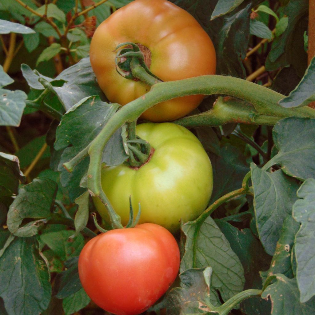 Tomate Honey Moon F1 plantas jovens