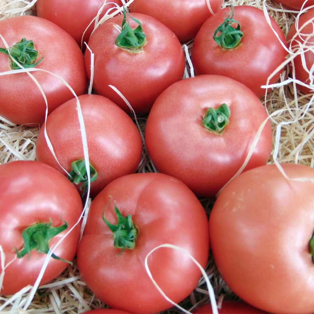 Tomate Honey Moon F1 plantas jovens