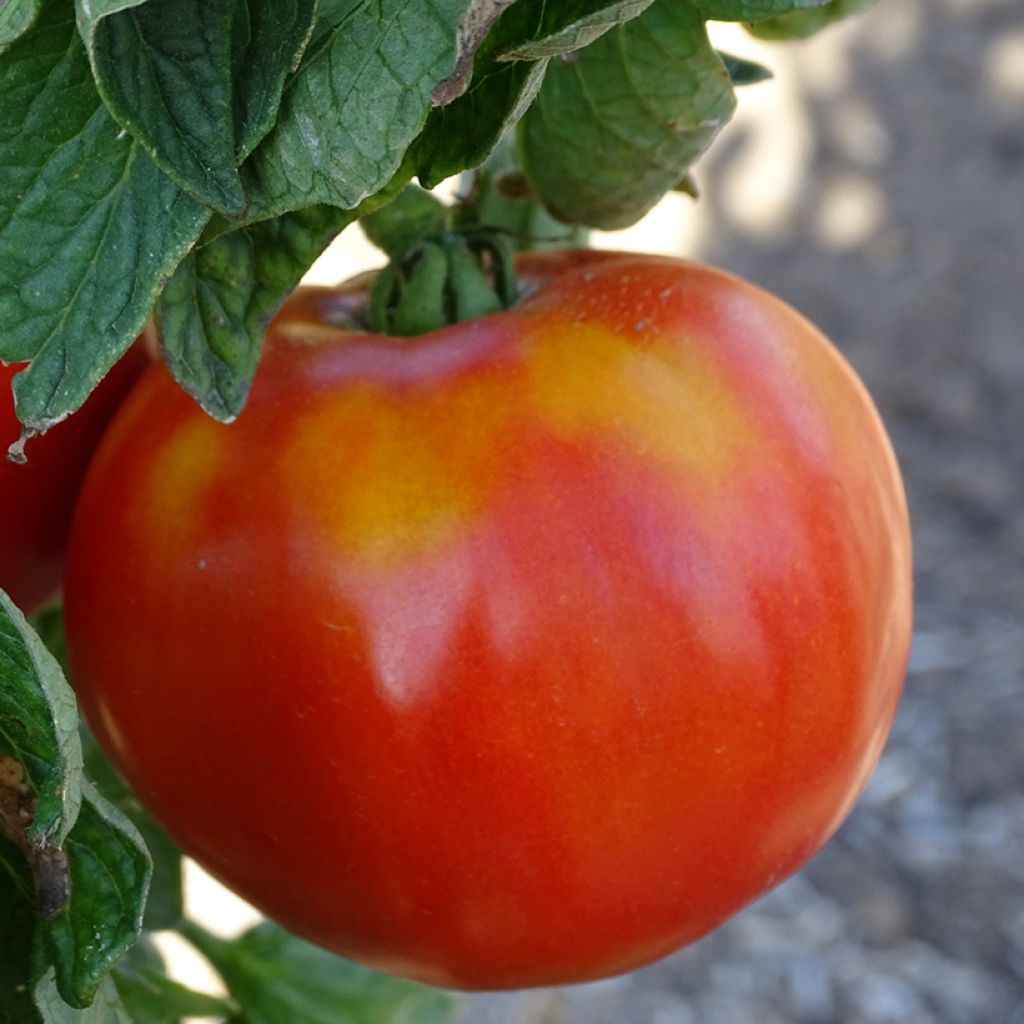 Tomate Maestria F1 Bio La Sélection du Chef