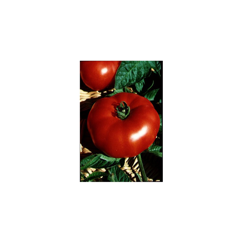 Tomate Marmande