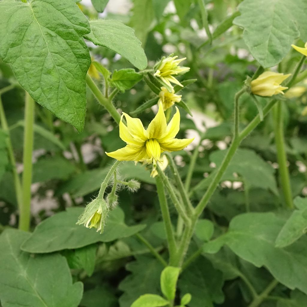 Tomate Noire de Crimée F1 plantas jovens ENXERTADAS