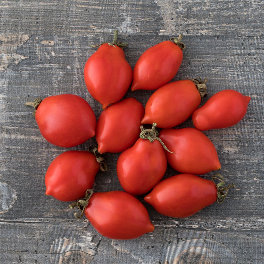 Tomate Principe Borghese Bio