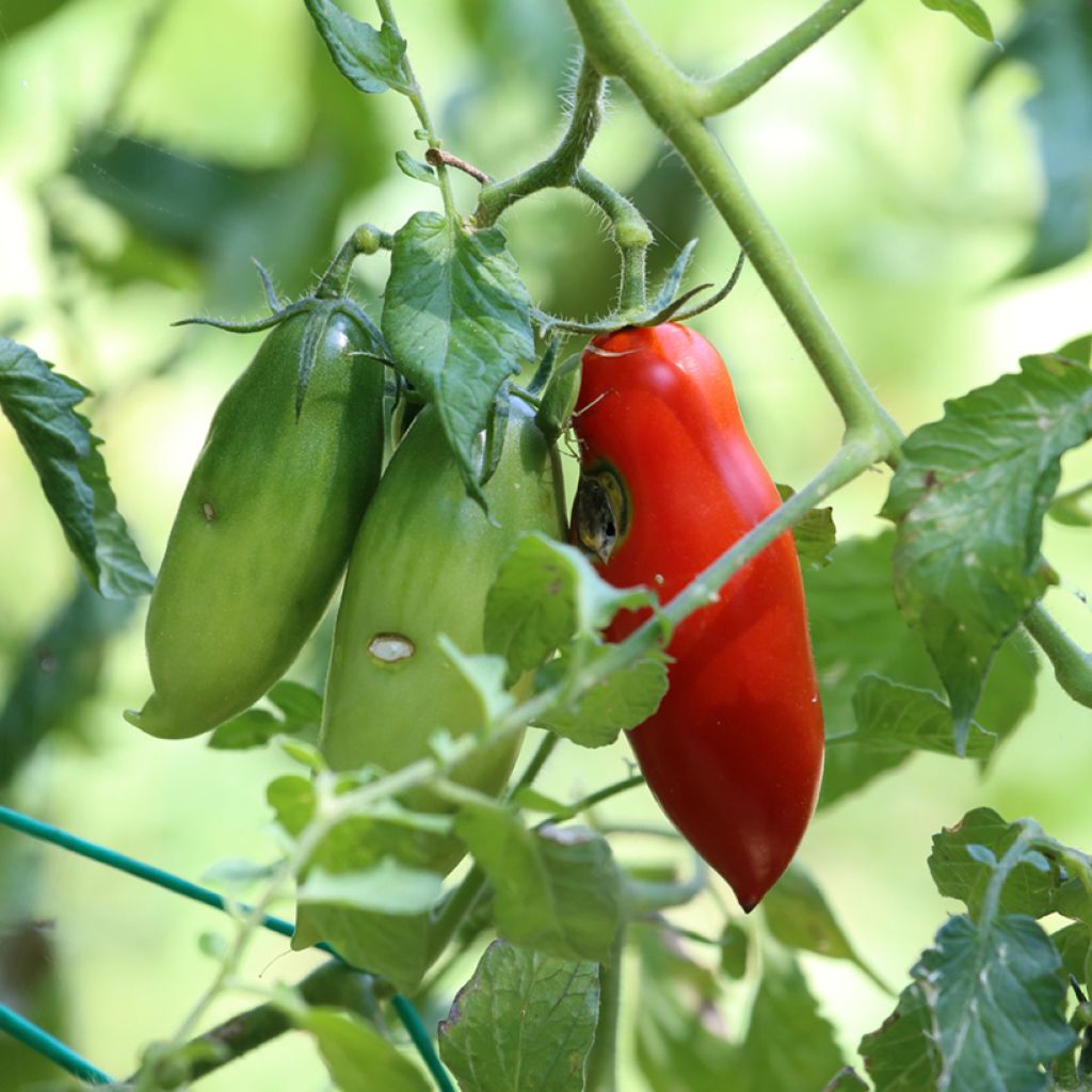 Tomate San Marzano 2 Bio