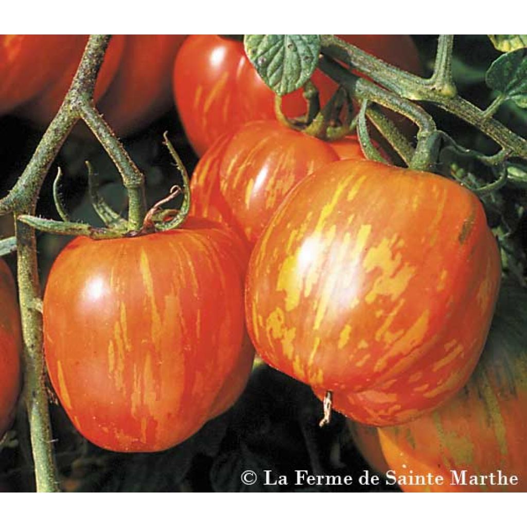 Tomate Tigerella Bio - Ferme de Sainte Marthe