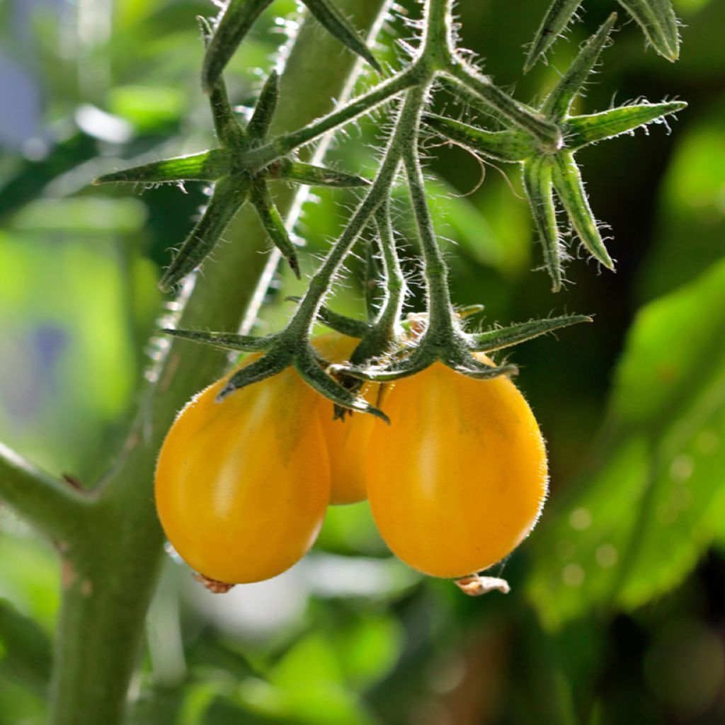 Tomate cereja pera amarelo Yellow Pearshaped Bio