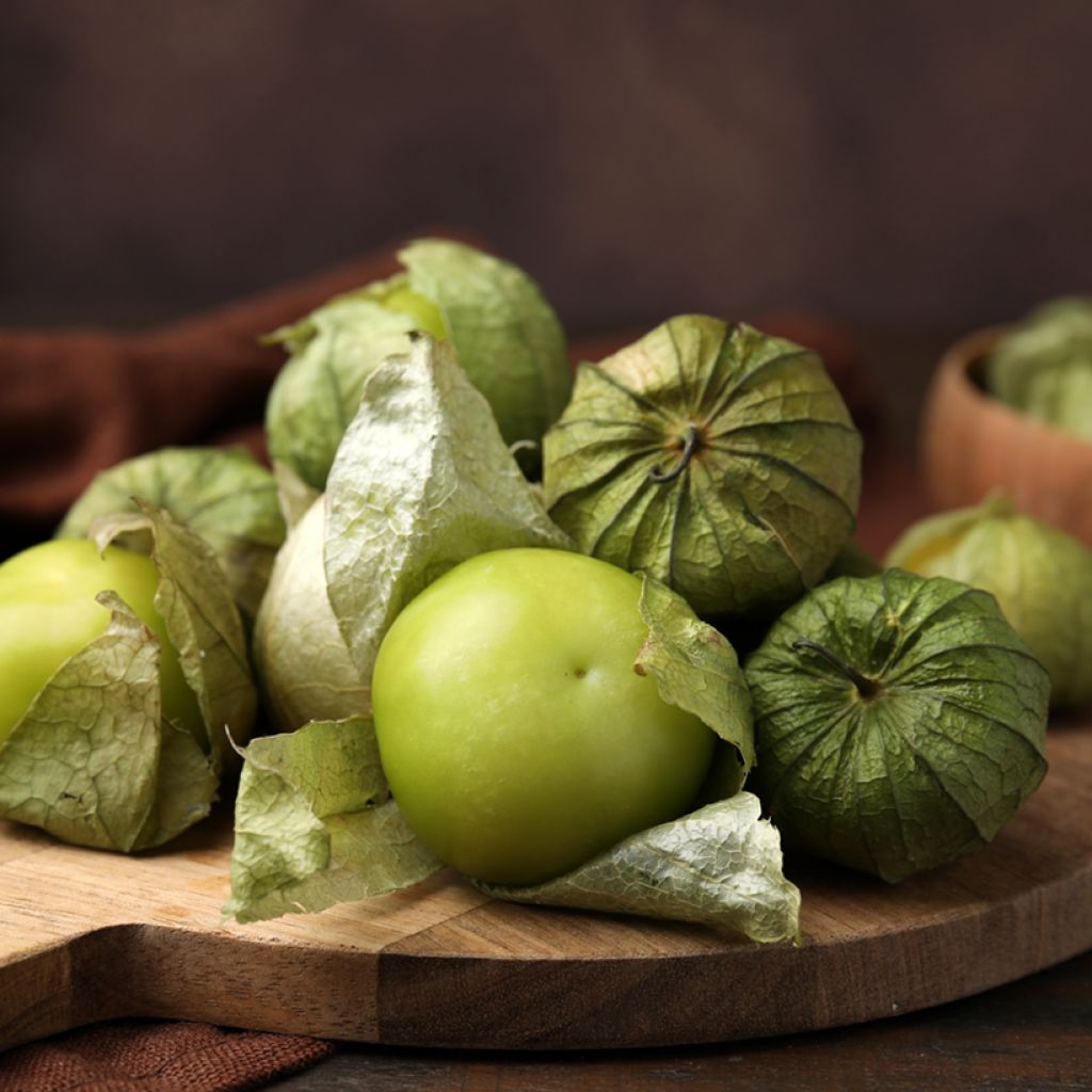 Tomatillo Mexicano Bio - Ferme de Sainte Marthe