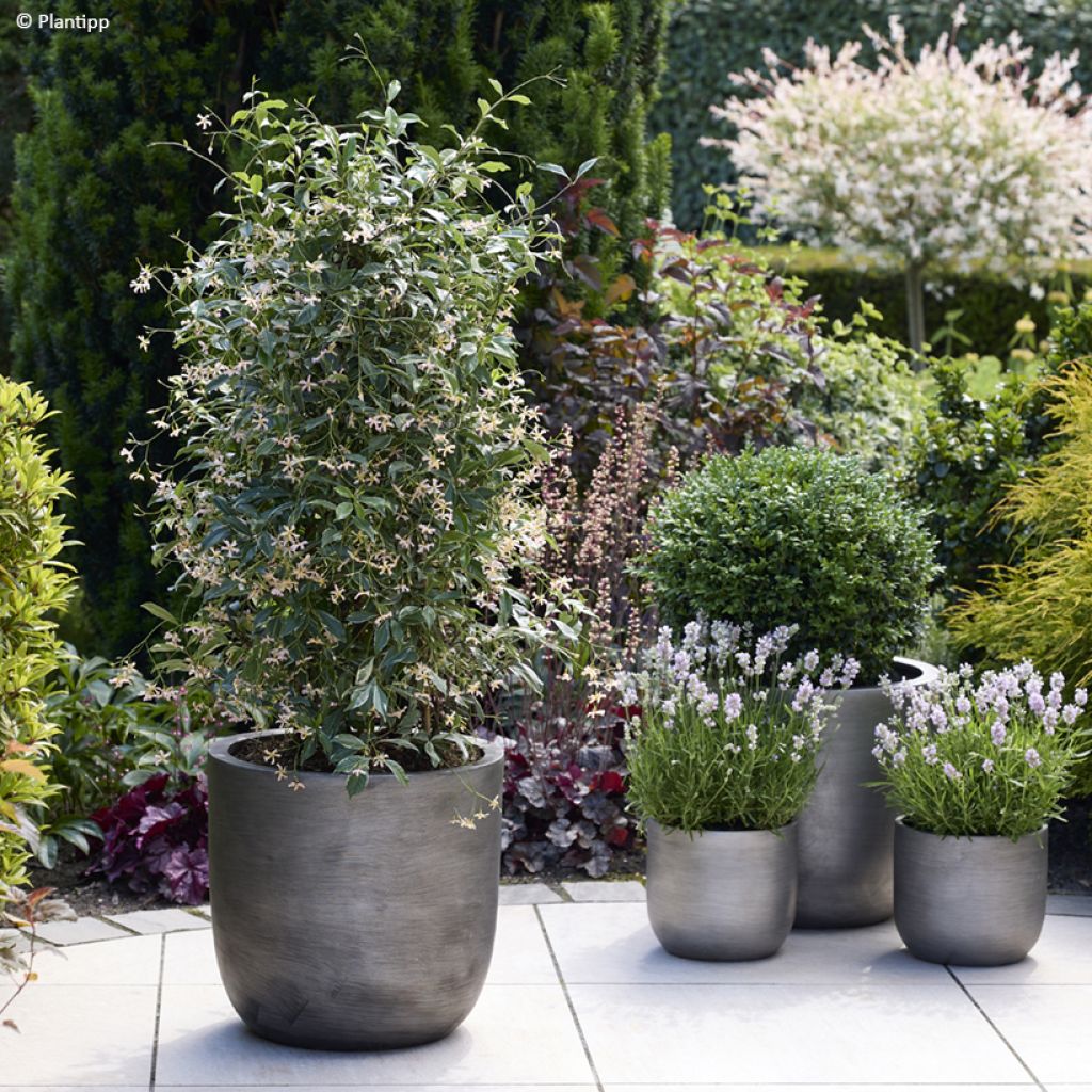 Trachelospermum asiaticum Star of Milano - Jasmim-falso amarelo  (Jasmim  estrelado)