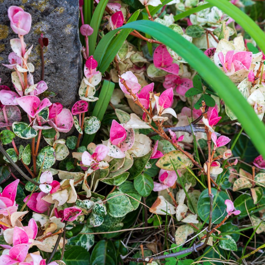 Trachelospermum asiaticum Tricolor - Jasmim falso amarelo  variegado (Jasmim estrelado variegado)