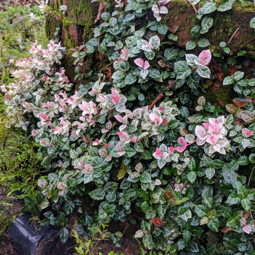 Trachelospermum asiaticum Tricolor - Jasmim falso amarelo  variegado (Jasmim estrelado variegado)
