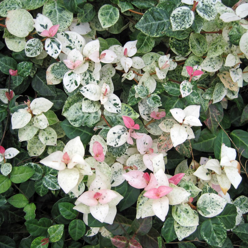 Trachelospermum asiaticum Tricolor - Jasmim falso amarelo  variegado (Jasmim estrelado variegado)