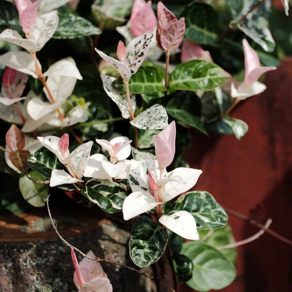 Trachelospermum asiaticum Tricolor - Jasmim falso amarelo  variegado (Jasmim estrelado variegado)