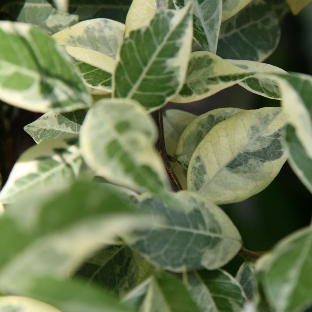 Trachelospermum jasminoides Sun Lover -  Jasmim de leite