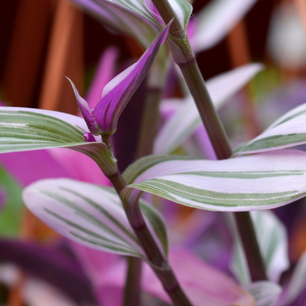 Tradescantia cerinthoides Sweetness