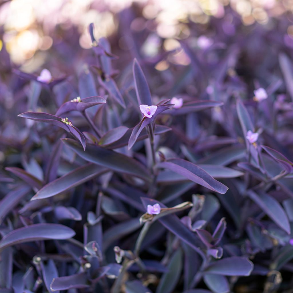 Tradescantia pallida Purple Heart