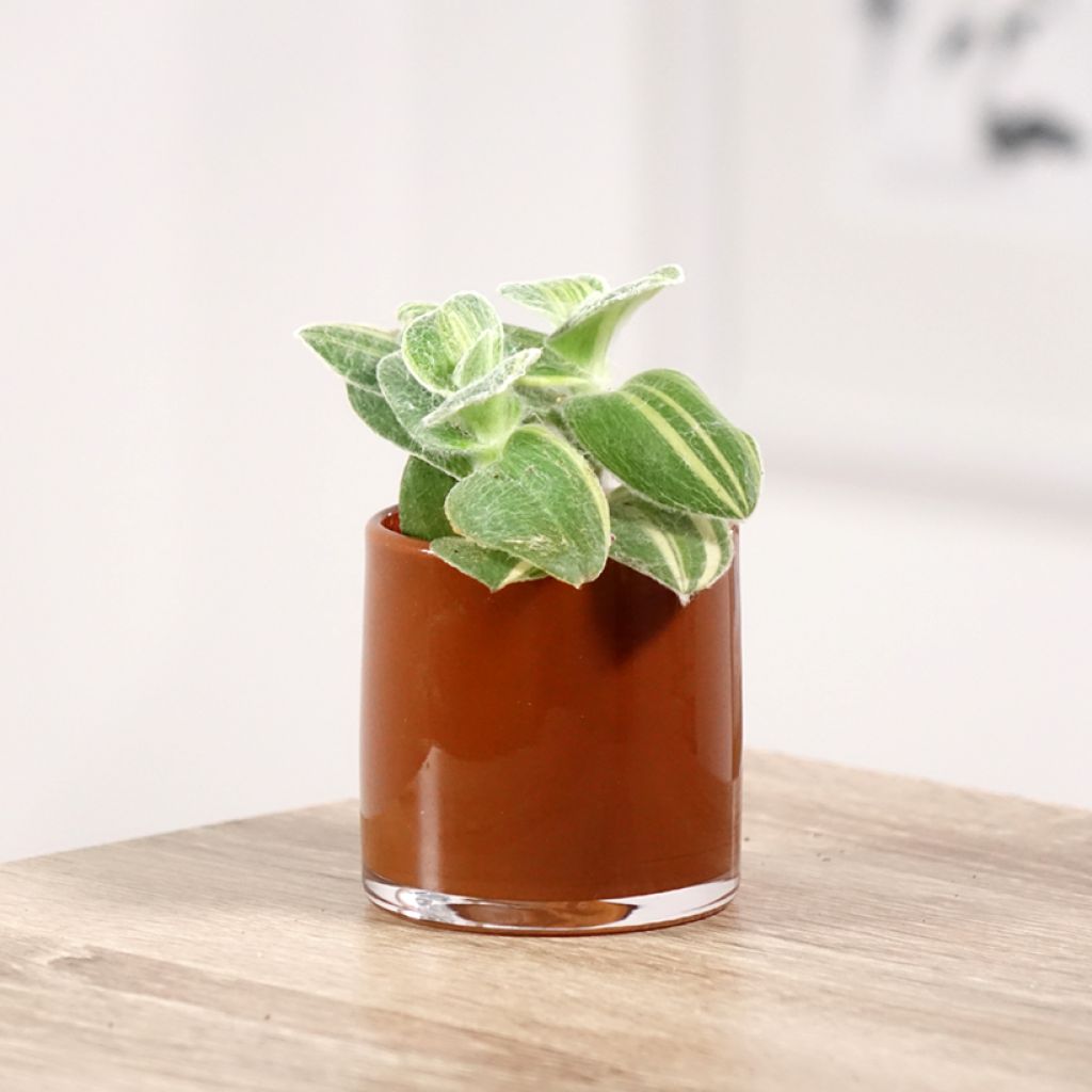 Tradescantia sillamontana Variegata