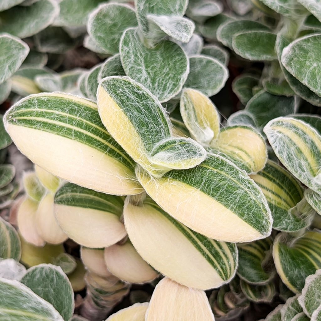 Tradescantia sillamontana Variegata