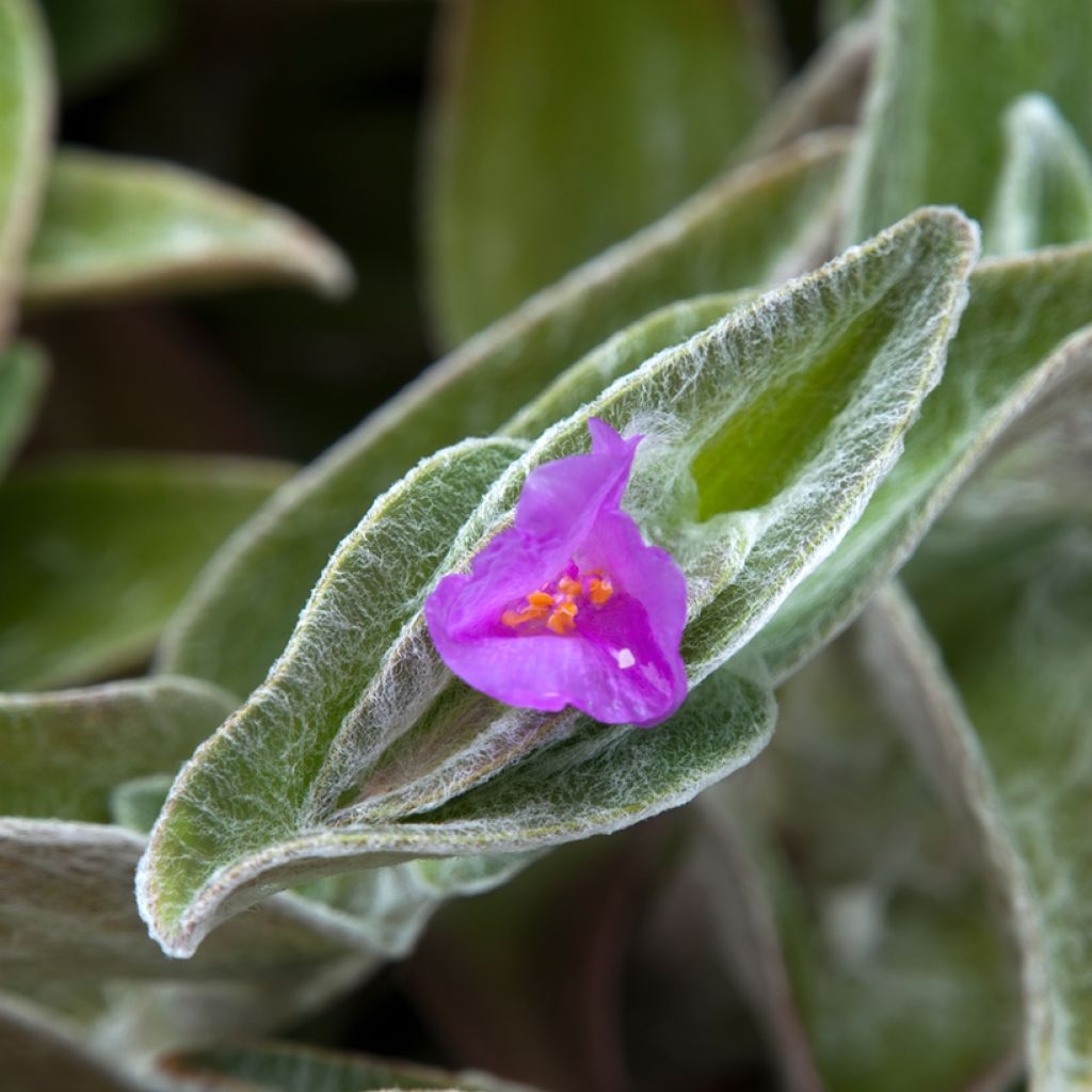 Tradescantia sillamontana