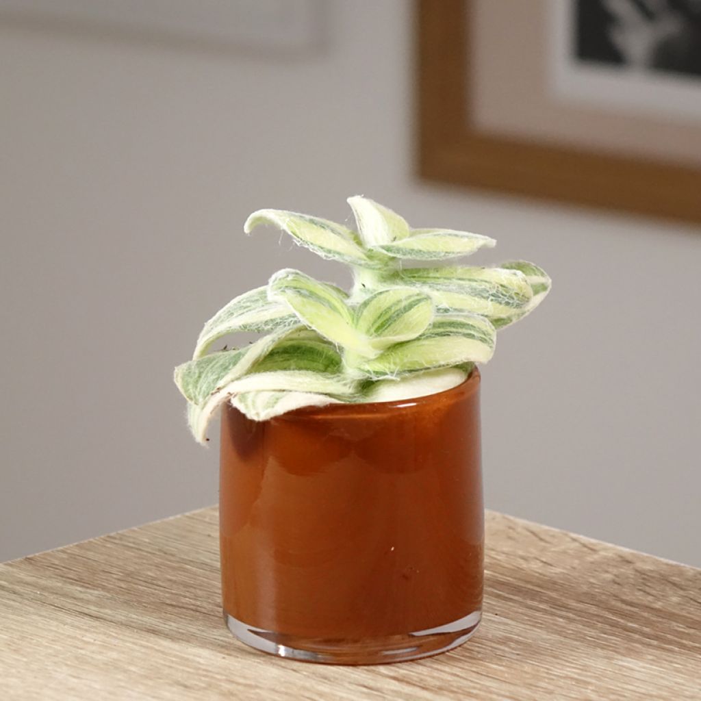 Tradescantia cerinthoides Brightness