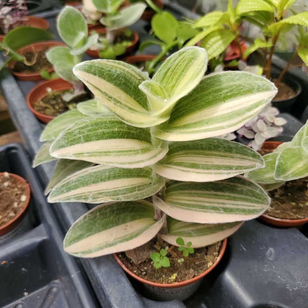 Tradescantia cerinthoides Brightness