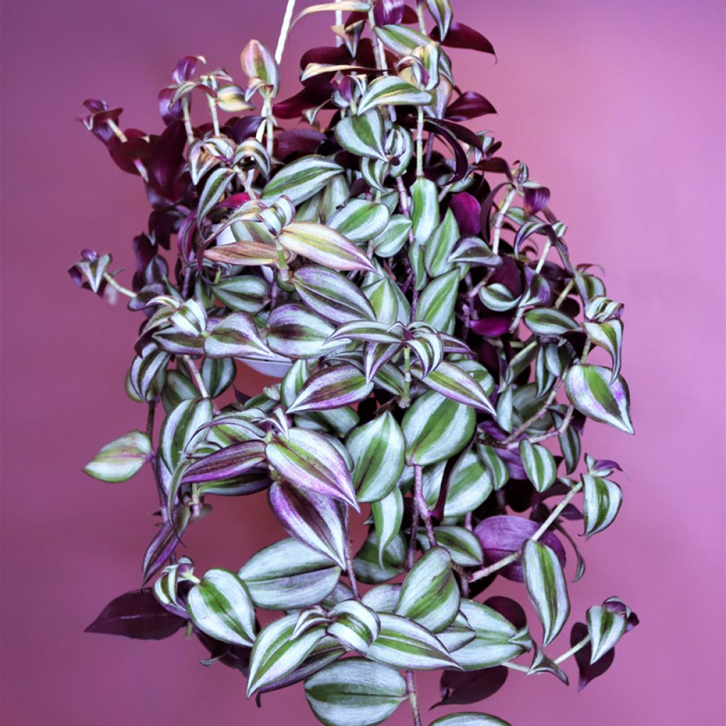 Tradescantia zebrina Pink Joy
