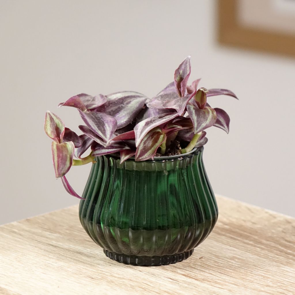 Tradescantia zebrina Purple Joy