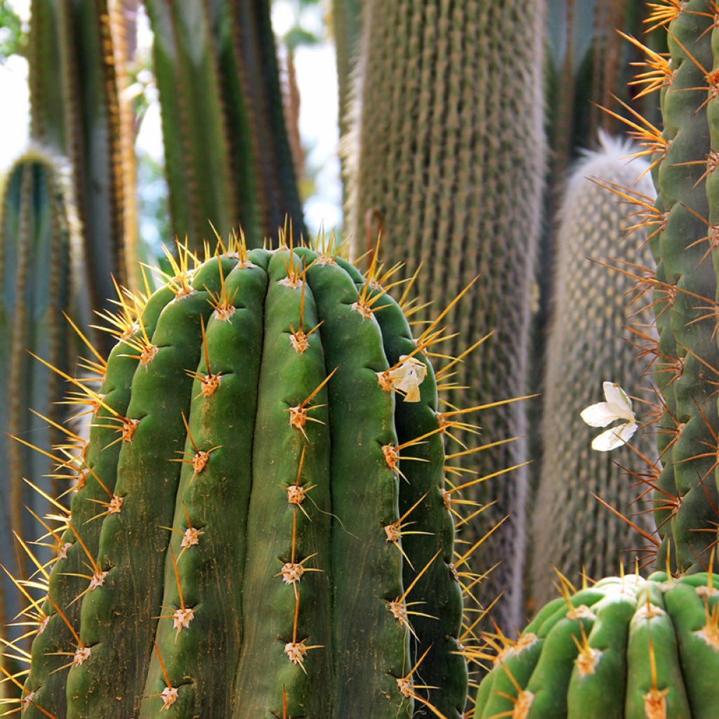 Leucostele terscheckii