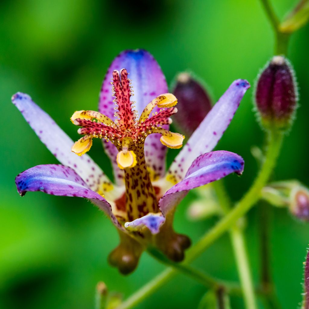 Tricyrtis Taipei Silk