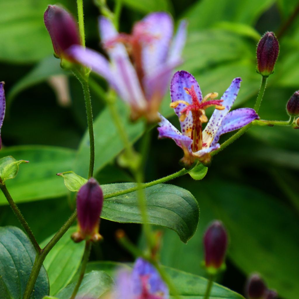 Tricyrtis Taipei Silk