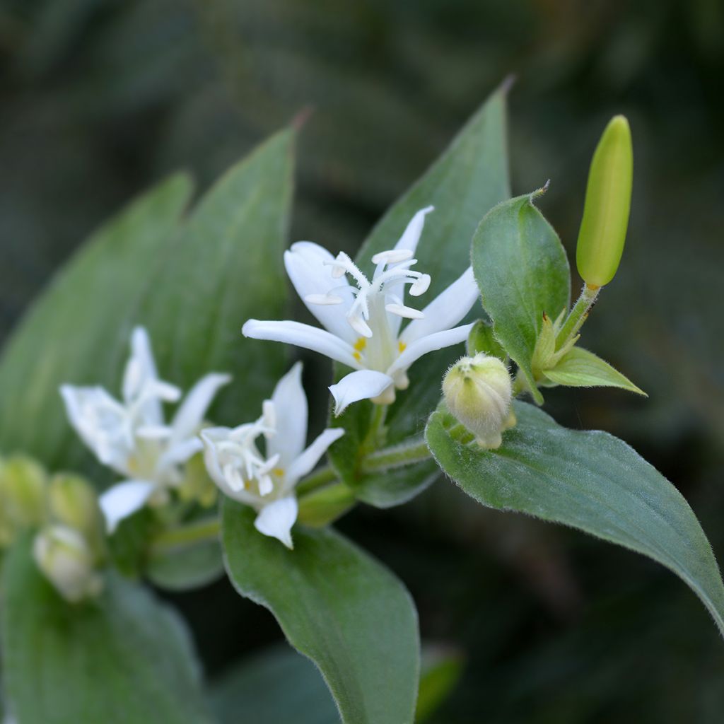 Lis Orchidée - Tricyrtis hirta Alba