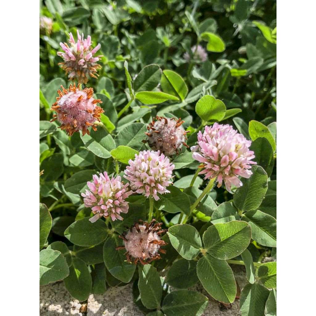 Trifolium fragiferum - Trevo-morangueiro