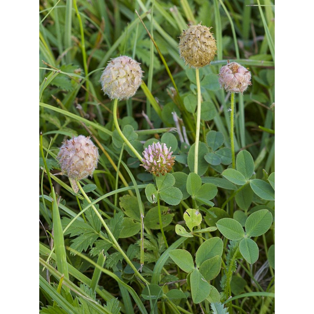 Trifolium fragiferum - Trevo-morangueiro