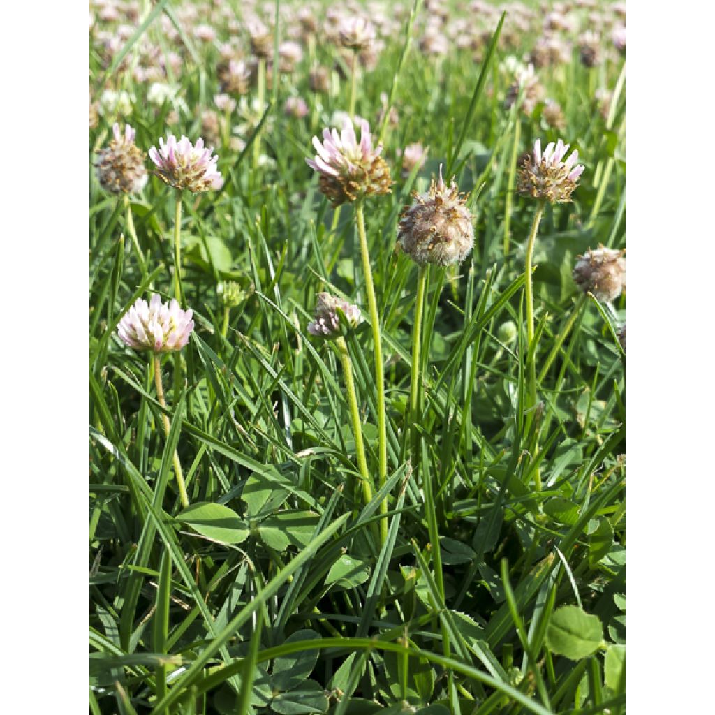 Trifolium fragiferum - Trevo-morangueiro