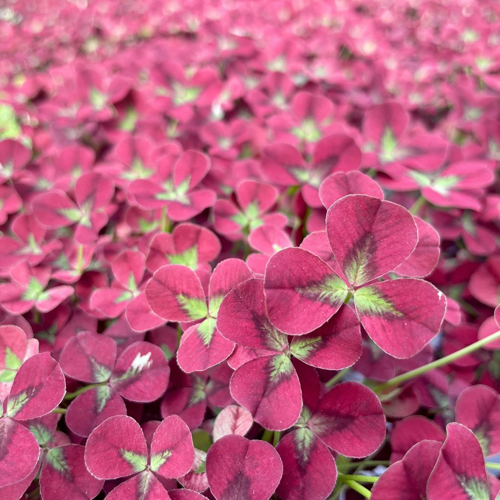 Trifolium repens Angel Clover Beauty