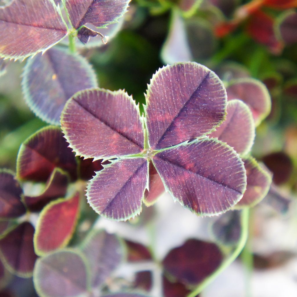 Trifolium repens Quadrifolium Purpureum