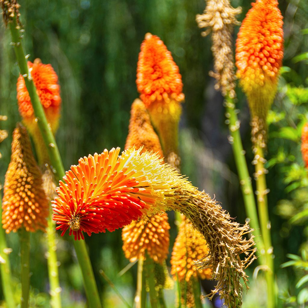 Kniphofia Royal Standard