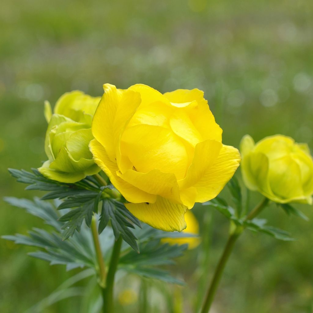 Trollius europaeus