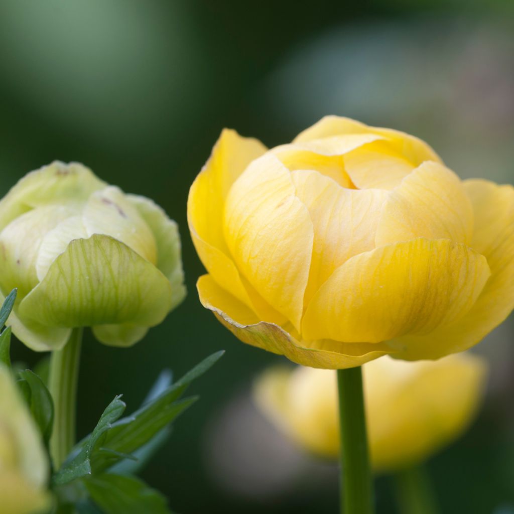 Trollius europaeus