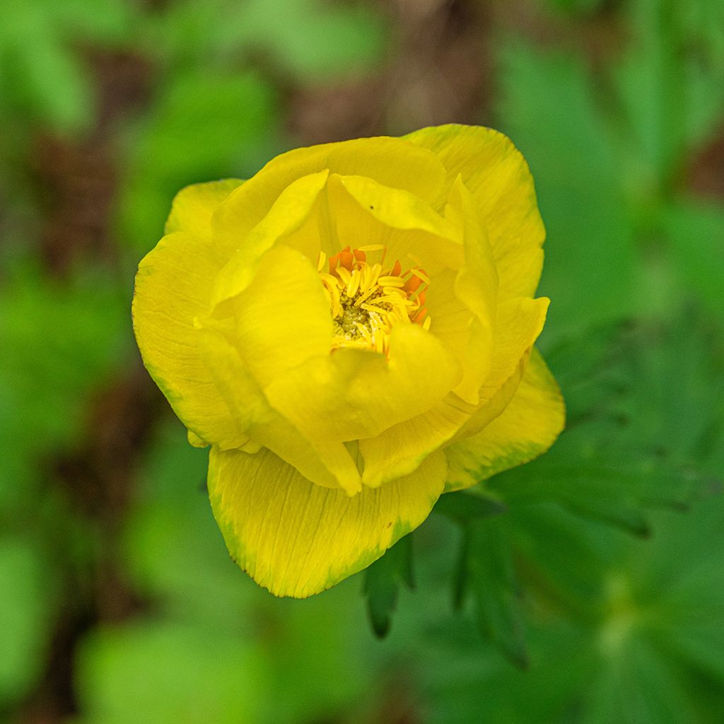Trollius europaeus