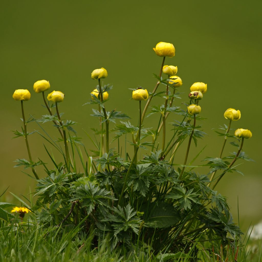 Trollius europaeus