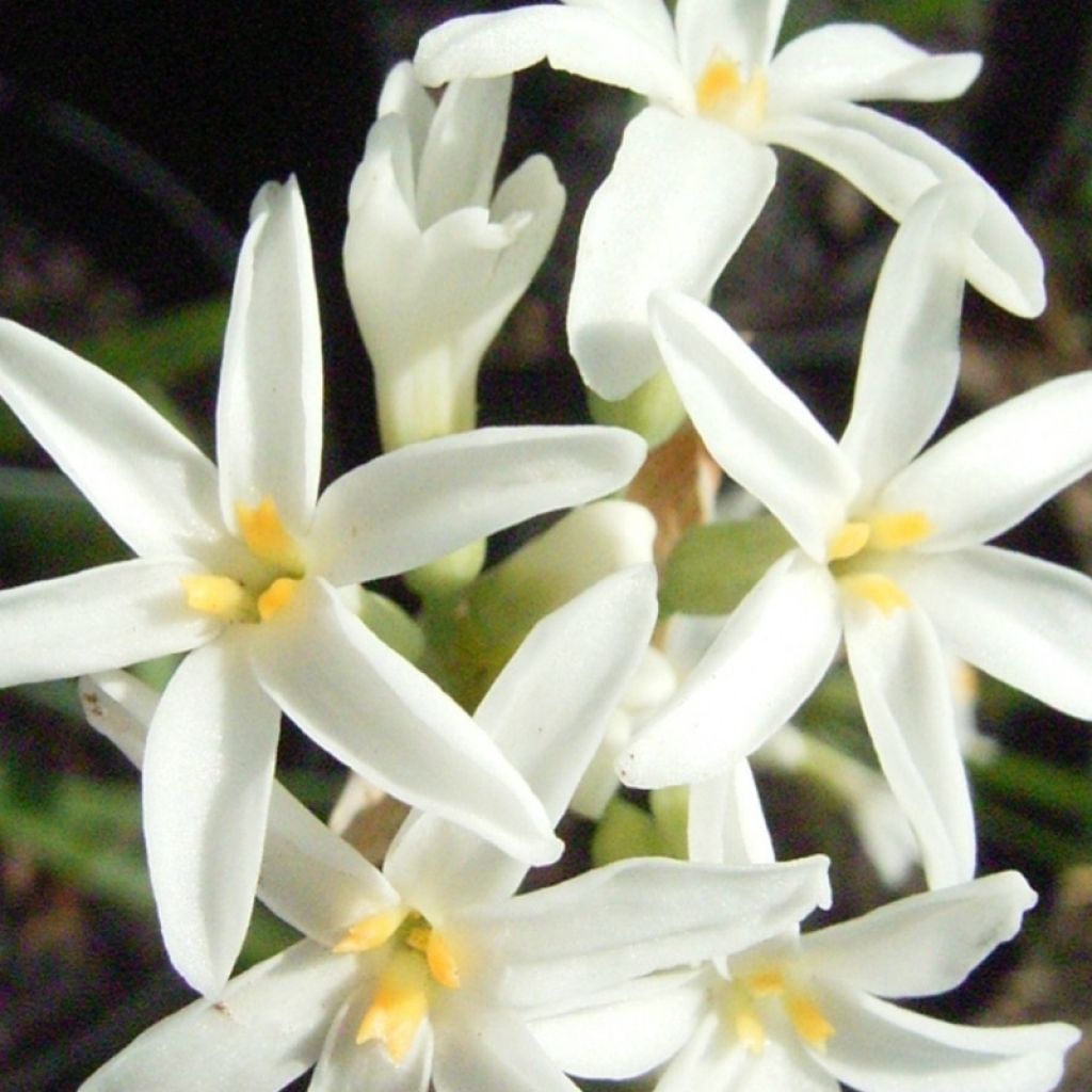 Alho-social Savannah Lightning - Tulbaghia violacea