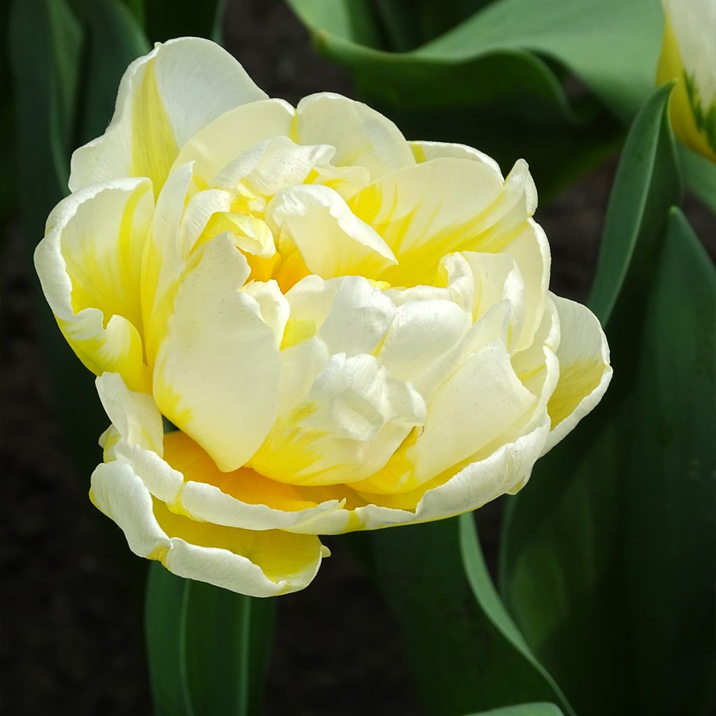 Tulipa Dobrada precoce Flaming Evita