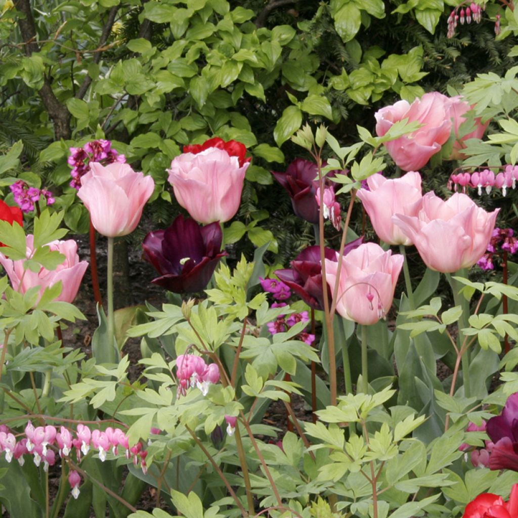 Tulipa Triunfo Beauty Queen